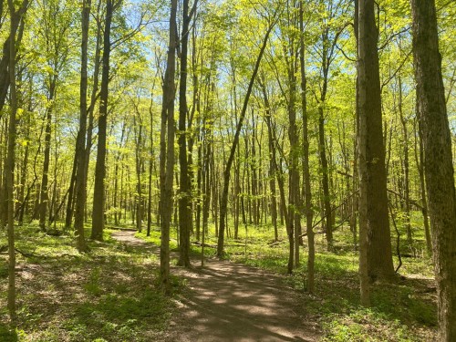 A sunlit forest path surrounded by tall trees with vibrant green leaves.