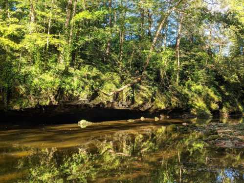 A serene river scene with lush green trees reflecting in calm water, surrounded by rocky banks and sunlight filtering through.