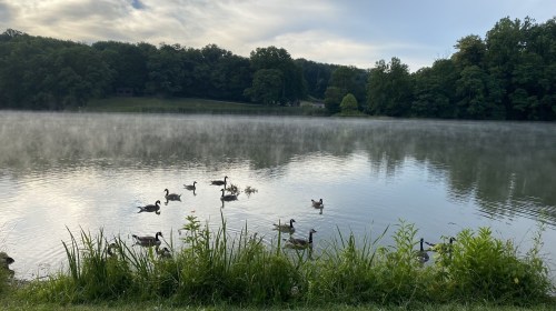 A serene lake scene with mist rising, surrounded by trees, and ducks swimming peacefully in the water.
