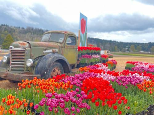 An old green truck surrounded by vibrant tulip flowers in various colors under a cloudy sky.