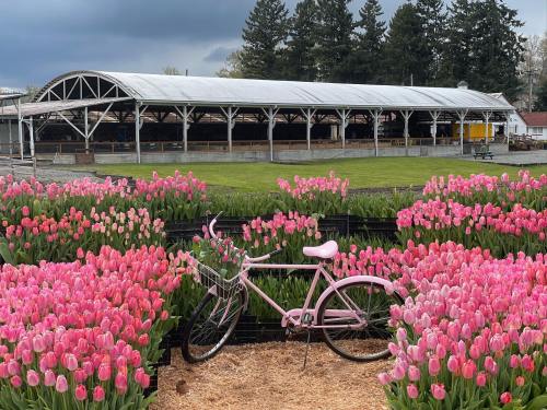 A pink bicycle surrounded by vibrant pink tulips, with a large barn in the background under a cloudy sky.