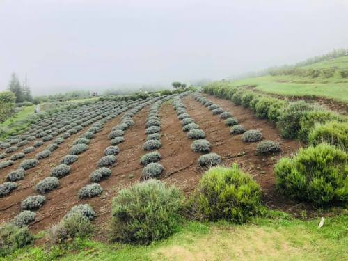 A misty landscape featuring neatly arranged rows of lavender plants on a hillside.