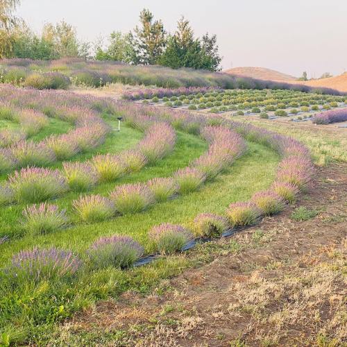 A scenic lavender field with winding rows of blooming lavender plants and green grass under a clear sky.