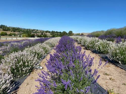 A vibrant field of lavender in full bloom, with rows of purple and white flowers under a clear blue sky.