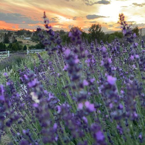 A field of purple lavender flowers in the foreground with a vibrant sunset and clouds in the background.