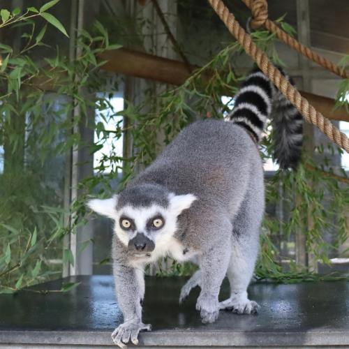 A lemur with large eyes and a striped tail sits on a ledge surrounded by greenery.