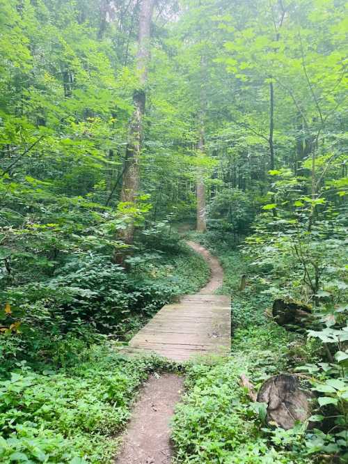 A winding path through lush green forest, crossing a small wooden bridge surrounded by trees and foliage.