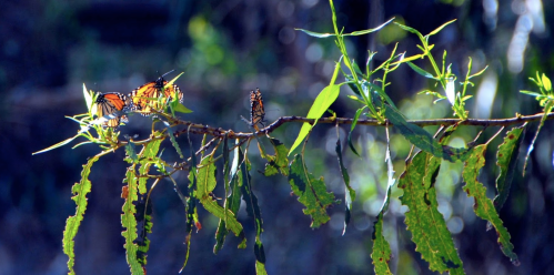 Two butterflies perched on a leafy branch, surrounded by green foliage and soft sunlight.