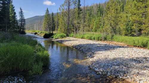 A serene river flows through a forested landscape, surrounded by green grass and rocky banks under a clear blue sky.