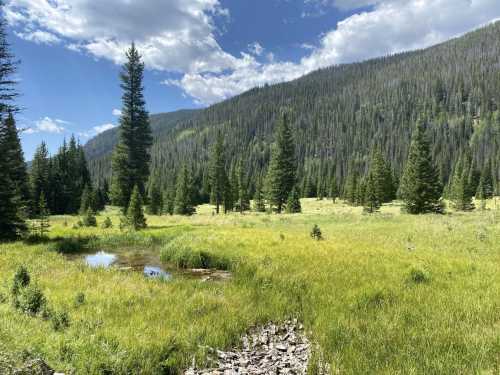 A lush green meadow surrounded by tall pine trees under a blue sky with fluffy clouds. A small pond reflects the scenery.