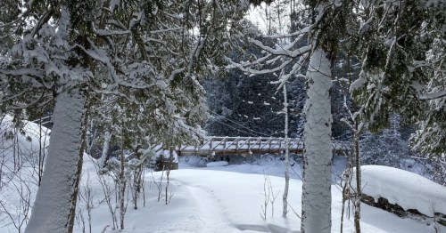 A snowy path leads to a wooden bridge surrounded by tall trees in a winter landscape.