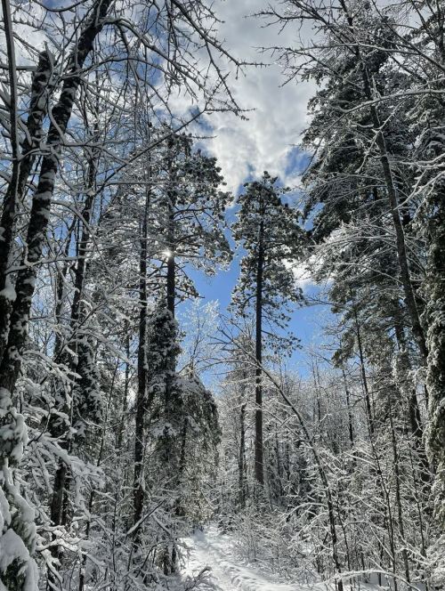 A snowy forest path surrounded by tall trees under a bright blue sky with scattered clouds.