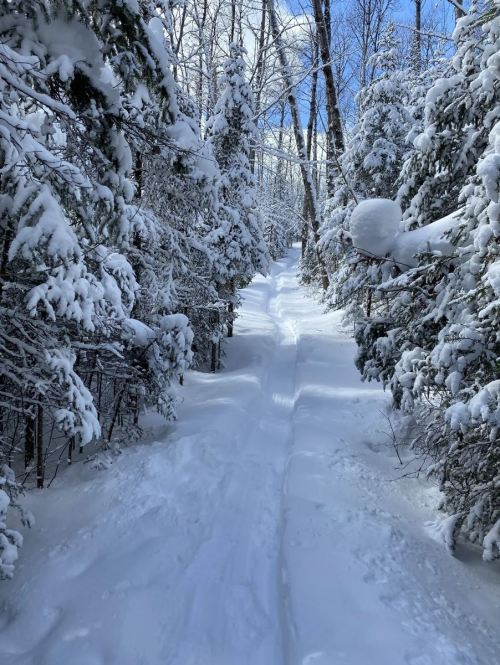 A snowy trail winding through a forest of snow-covered trees under a clear blue sky.