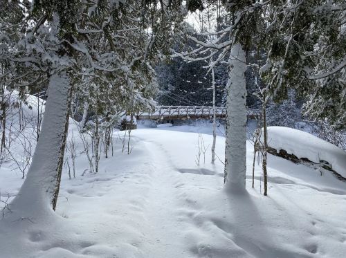 A snowy path leads through trees to a wooden bridge in a winter landscape.