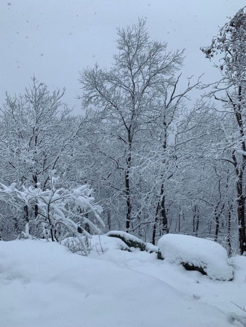 Snow-covered trees in a winter landscape, with a thick layer of snow blanketing the ground and branches.