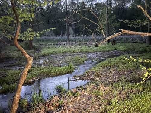 A serene wetland scene with a small stream, lush greenery, and trees in the early evening light.