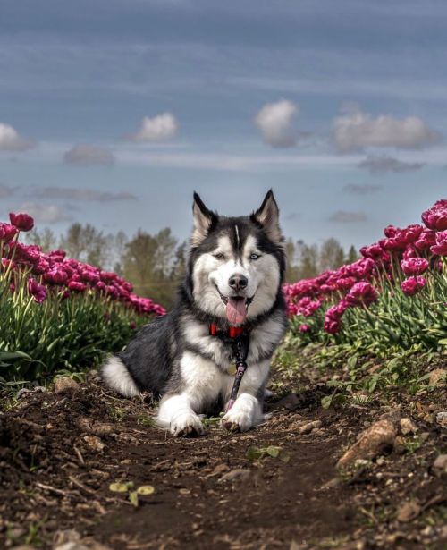 A Siberian Husky lies on a dirt path surrounded by vibrant pink tulips under a blue sky with fluffy clouds.
