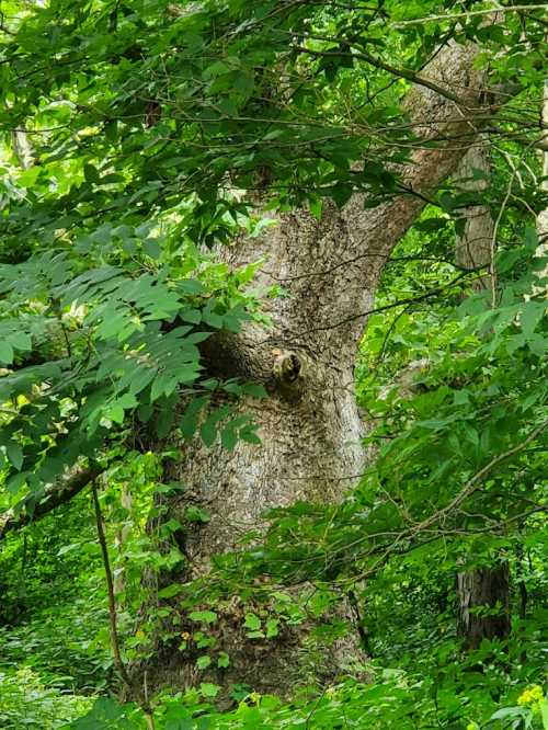 A large tree partially hidden by dense green foliage in a lush forest setting.