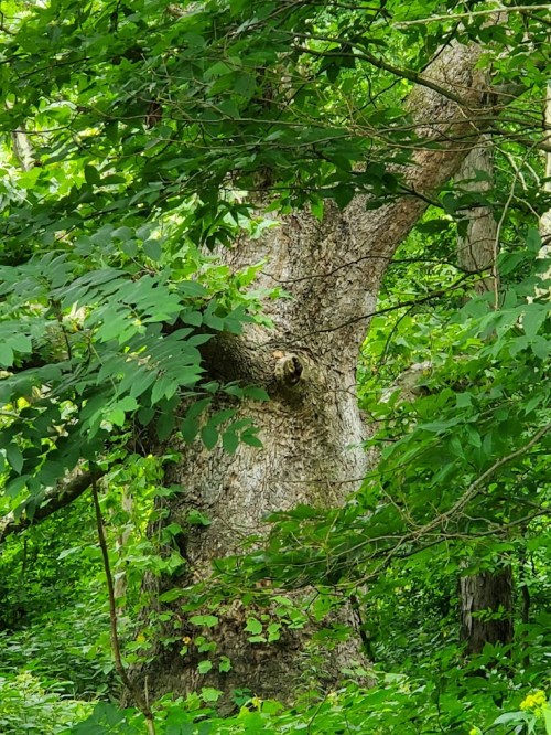 A large tree partially hidden by dense green foliage in a lush forest setting.