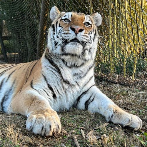 A close-up of a tiger lounging on the ground, looking up with a calm expression, surrounded by grass and a fence.