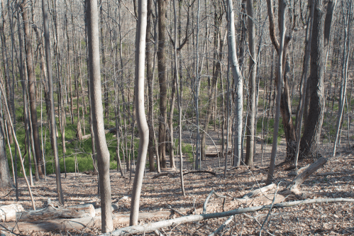 A serene forest scene with bare trees and a carpet of fallen leaves, revealing a glimpse of greenery in the background.
