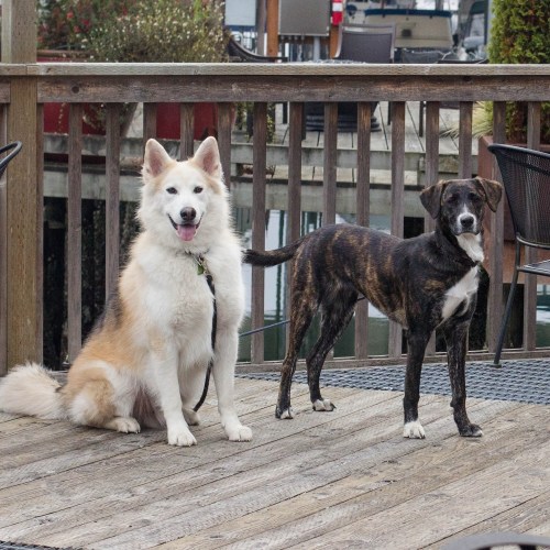 Two dogs stand on a wooden deck: a fluffy white dog with a happy expression and a sleek brindle dog looking alert.