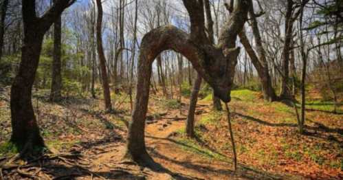 A twisted tree resembling a dragon's head stands in a forest, surrounded by bare trees and fallen leaves.