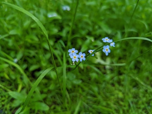 A close-up of delicate blue flowers with yellow centers, surrounded by lush green grass and foliage.