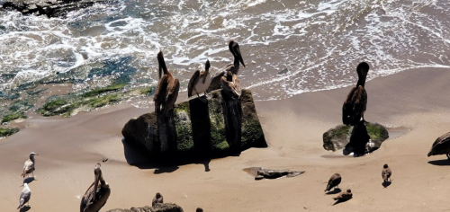 A group of pelicans and seabirds on a sandy beach near the water, with waves gently lapping at the shore.