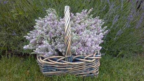 A woven basket filled with lavender flowers, set against a backdrop of green grass and purple blooms.