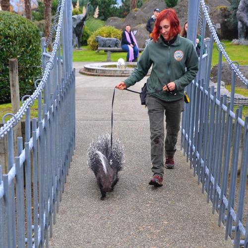 A person walks a porcupine on a leash across a bridge in a park setting.