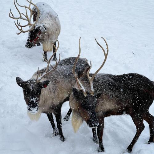 Three reindeer with antlers stand in a snowy landscape, surrounded by falling snowflakes.