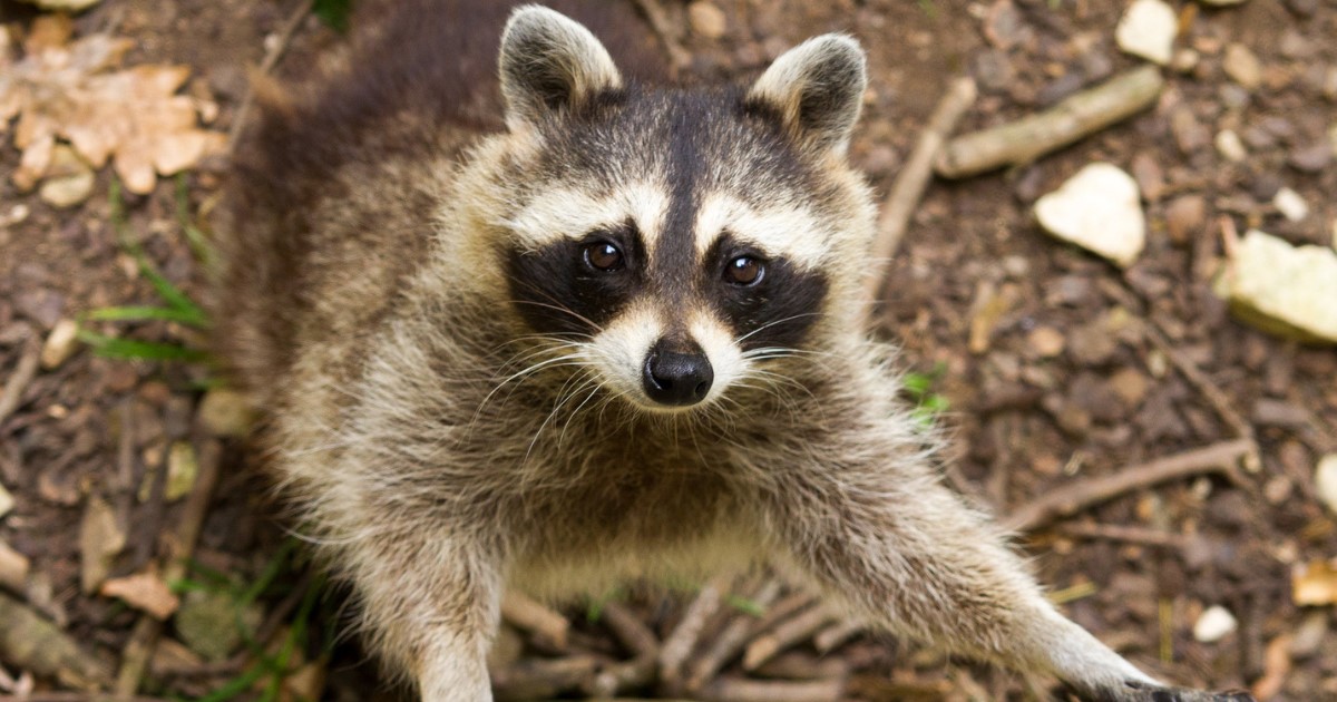 11 Fun Facts About Tennessee Tennessee Trivia 11-fun-facts-about-tennessee-tennessee-trivia