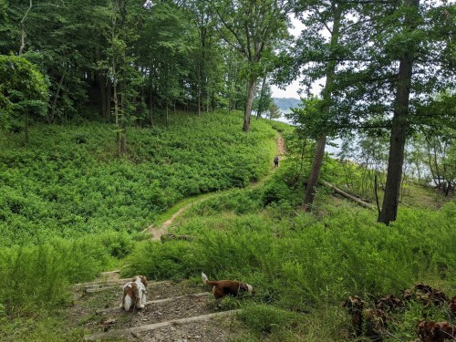 Two dogs walk down a trail in a lush green forest, with a person visible in the distance near the water.