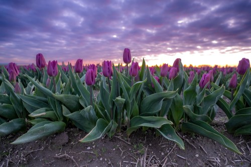 A field of purple tulips under a dramatic sky at sunset, with clouds reflecting soft hues.