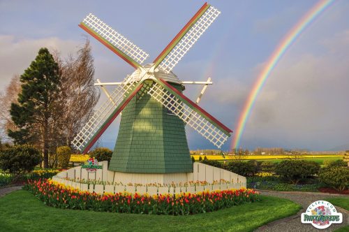 A colorful windmill surrounded by tulips, with a rainbow arching in the sky above a scenic landscape.