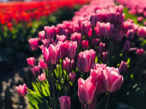 A vibrant field of pink tulips in the foreground, with a backdrop of red tulips under bright sunlight.