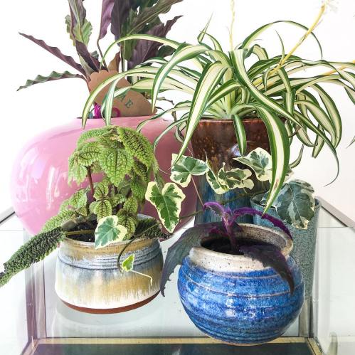 A collection of potted plants in decorative pots, featuring vibrant green leaves and colorful ceramic containers.