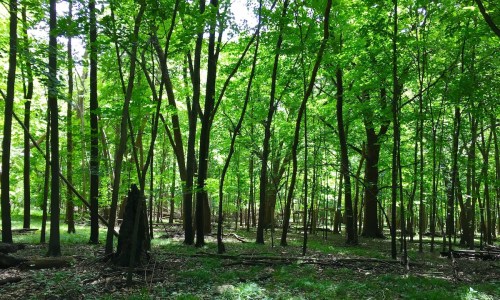 Lush green forest with tall trees and dappled sunlight filtering through the leaves, creating a serene atmosphere.