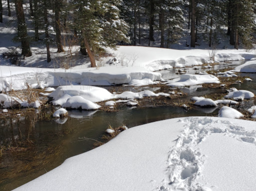A serene winter scene with a snow-covered riverbank and footprints in the snow, surrounded by tall trees.