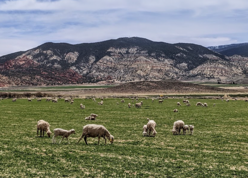 A lush green field with sheep grazing, set against a backdrop of mountains and a clear sky.