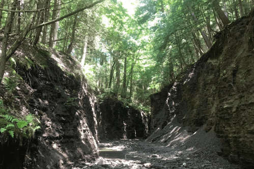 A narrow, sunlit canyon surrounded by tall trees and steep, rocky walls, with a small stream at the bottom.