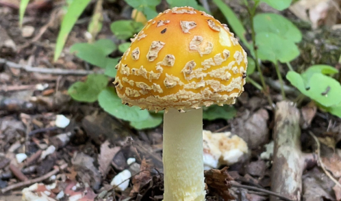 A close-up of a yellow-orange mushroom with a textured cap, surrounded by green foliage and forest floor debris.
