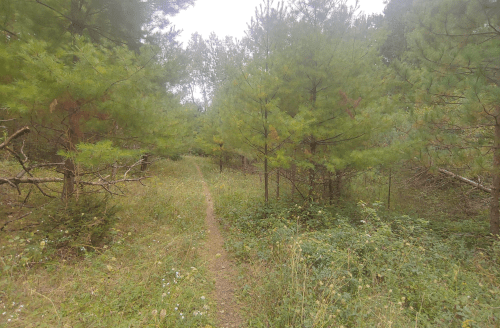 A narrow dirt path winds through a lush green forest with tall trees and underbrush.