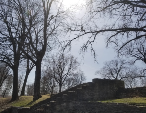 A sunlit scene featuring bare trees and stone steps leading up to a grassy area.