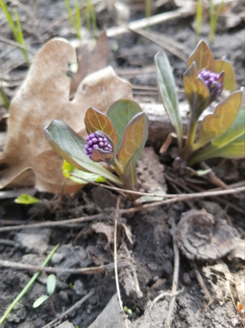 Two small plants with purple buds emerging from the soil, surrounded by dry leaves and grass.