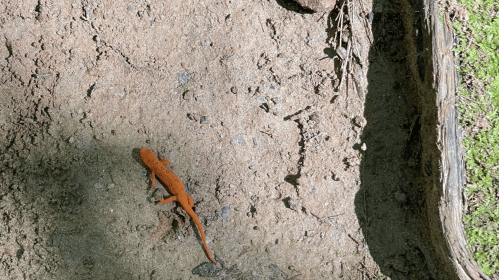 An orange salamander crawling on sandy ground, surrounded by natural debris and greenery.