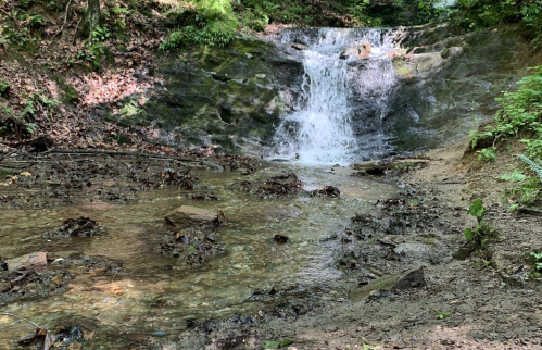 A small waterfall cascades over rocks into a clear stream, surrounded by lush greenery and fallen leaves.