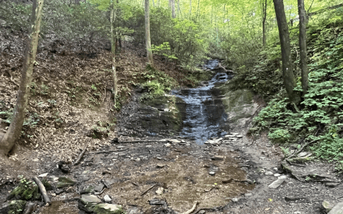 A serene forest scene featuring a small, rocky stream flowing through lush greenery and trees.