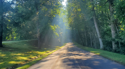 A serene road lined with trees, illuminated by soft sunlight filtering through the leaves.